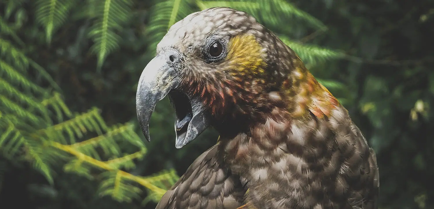 wellington accommodation kea bird zealandia eco sanctuary