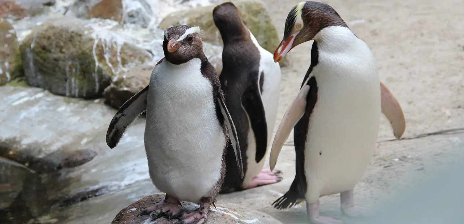 wellington accommodation zoo penguins